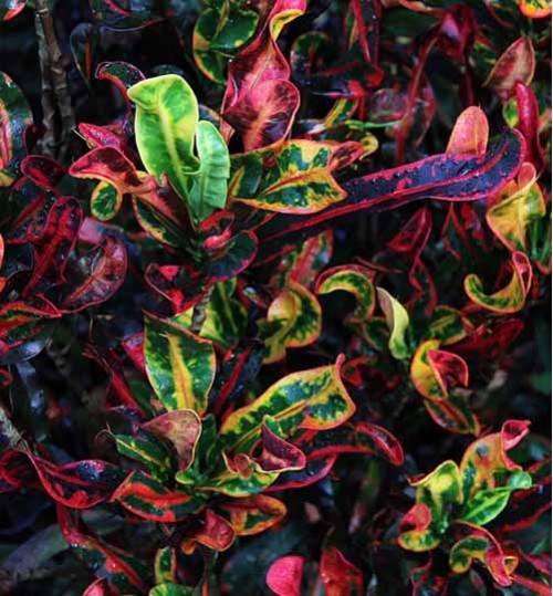 codiaeum variegatum glory - গ্লোরী পাতাবাহার